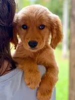 Birdie, a female Golden Retriever for sale in Fort Collins, CO – 6 of 6