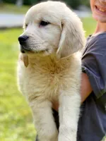 Lily, a female Golden Retriever for sale in Fort Collins, CO – 4 of 10
