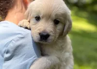 Coconut, a female English Cream Golden Retriever for sale in Fort Collins, CO – 8 of 10