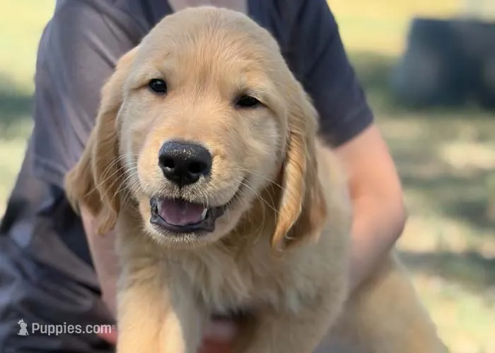 Buddy – Golden Retriever puppy for sale in Fort Collins, CO