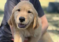 Buddy, a male Golden Retriever for sale in Fort Collins, CO – 1 of 10