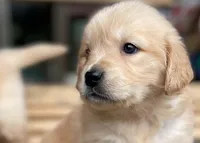 Benjamin, a male Golden Retriever for sale in Fort Collins, CO – Photo 8 of 10