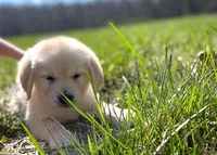 Benjamin, a male Golden Retriever for sale in Fort Collins, CO – Photo 1 of 10