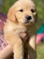 Benjamin, a male Golden Retriever for sale in Fort Collins, CO – Photo 7 of 10