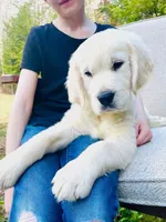 Chip, a male Golden Retriever for sale in Fort Collins, CO – Photo 1 of 5