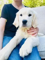 Chip, a male Golden Retriever for sale in Fort Collins, CO – Photo 2 of 5