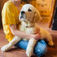 Chip, a male Golden Retriever for sale in Fort Collins, CO – Photo 3 of 5