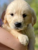 Benjamin, a male Golden Retriever for sale in Fort Collins, CO – Photo 10 of 10