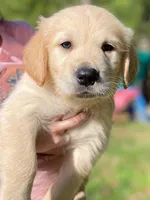 Benjamin, a male Golden Retriever for sale in Fort Collins, CO – Photo 6 of 10