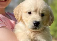 Benjamin, a male Golden Retriever for sale in Fort Collins, CO – Photo 3 of 10