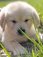 Benjamin, a male Golden Retriever for sale in Fort Collins, CO – Photo 5 of 10