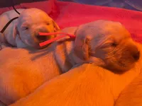 processed/1c650dc0-6adf-463a-a3cc-126cb4bf4241/listing/56f47a7a-5066-4f4b-9973-2b4272c4d446/57c28d81-2d39-4dca-bc02-0cbfa4808d78