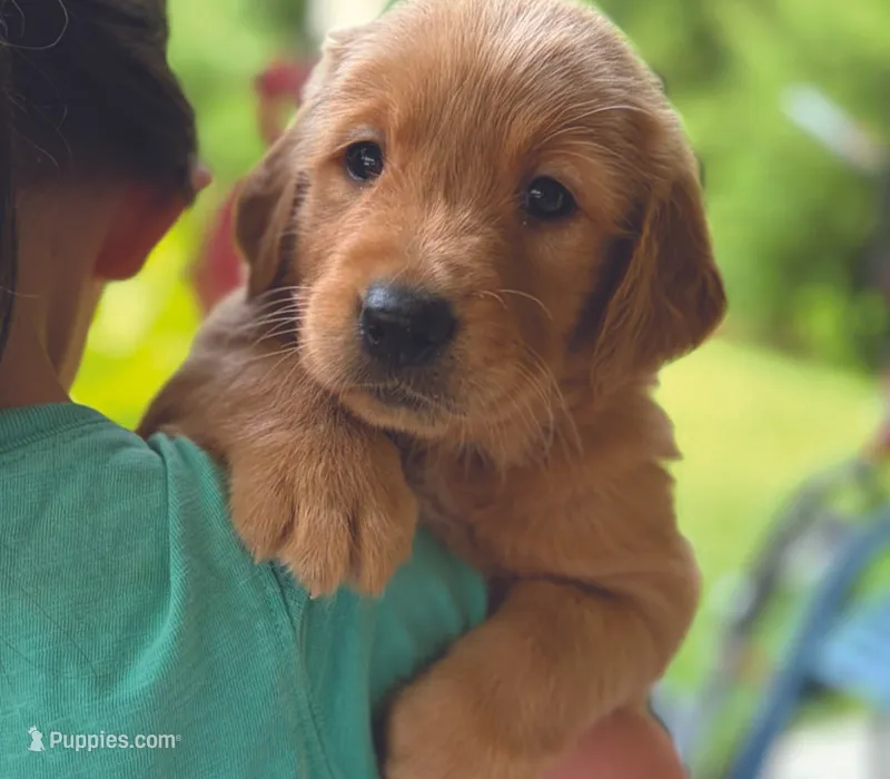 Betsie – Golden Retriever puppy for sale in Fort Collins, CO
