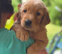 Betsie, a female Golden Retriever for sale in Fort Collins, CO – 1 of 4