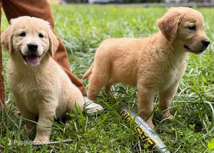 Josie – Golden Retriever puppy for sale in Fort Collins, CO
