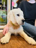 Chipp, a male English Cream Golden Retriever for sale in Fort Collins, CO – Photo 4 of 5