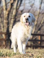 Chipp, a male English Cream Golden Retriever for sale in Fort Collins, CO – Photo 5 of 5