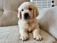 Bill, a male English Cream Golden Retriever for sale in Fort Collins, CO – Photo 1 of 6