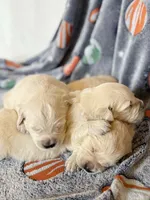 Petey, a male English Cream Golden Retriever for sale in Fort Collins, CO – Photo 3 of 5