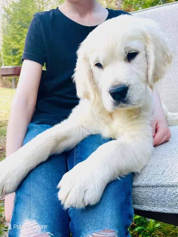 Bill – English Cream Golden Retriever puppy for sale in Fort Collins, CO