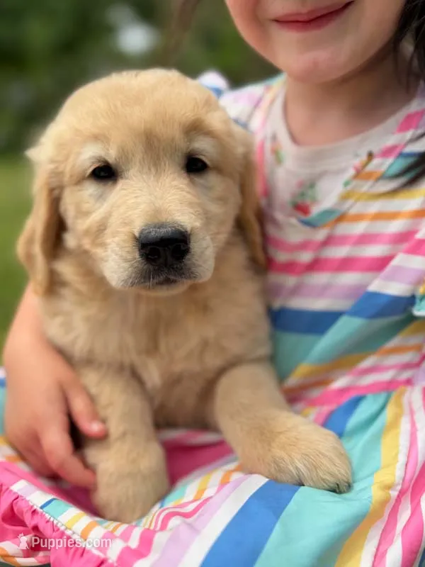 Shirley – Golden Retriever puppy for sale in Fort Collins, CO