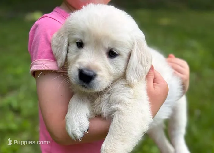 Layla – Golden Retriever puppy for sale in Fort Collins, CO