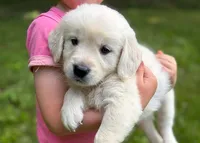 Layla, a female Golden Retriever for sale in Fort Collins, CO – 9 of 9