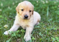 Charlie, a male Golden Retriever for sale in Fort Collins, CO – 3 of 5