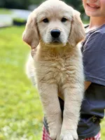 Lucy, a female Golden Retriever for sale in Fort Collins, CO – 2 of 3