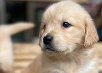 Shirley, a female Golden Retriever for sale in Fort Collins, CO – 5 of 7