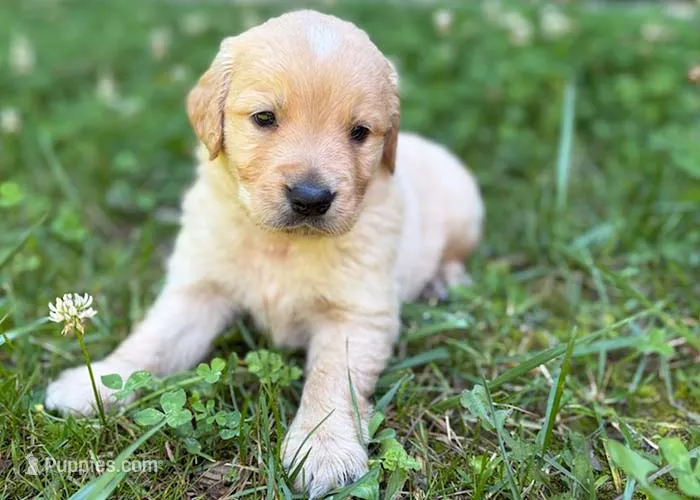 Starla – Golden Retriever puppy for sale in Fort Collins, CO