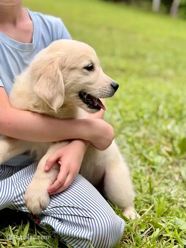 Bounce – Golden Retriever puppy for sale in Fort Collins, CO