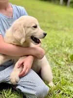 Bounce, a male Golden Retriever for sale in Fort Collins, CO – 1 of 5