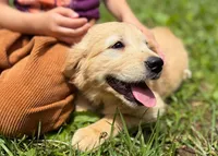 Josie, a female Golden Retriever for sale in Fort Collins, CO – 6 of 10