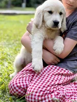 Lily, a female Golden Retriever for sale in Fort Collins, CO – 2 of 10