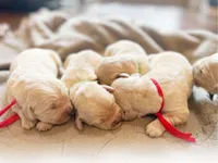 Jill, a female Golden Retriever for sale in Fort Collins, CO – Photo 2 of 2