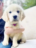 Flower, a female Golden Retriever for sale in Fort Collins, CO – Photo 1 of 4