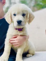 Flower, a female Golden Retriever for sale in Fort Collins, CO – Photo 3 of 4