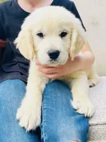 Flower, a female Golden Retriever for sale in Fort Collins, CO – Photo 2 of 4