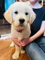 Flower, a female Golden Retriever for sale in Fort Collins, CO – Photo 4 of 4