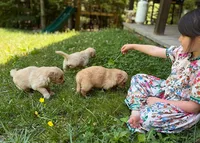Charlie, a male Golden Retriever for sale in Fort Collins, CO – 5 of 5