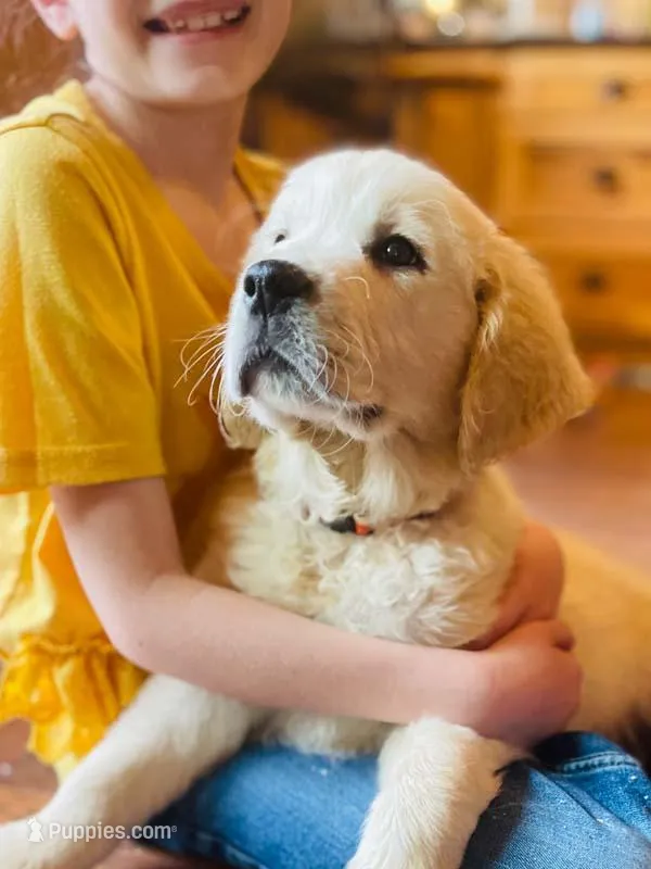 Potato – Golden Retriever puppy for sale in Fort Collins, CO