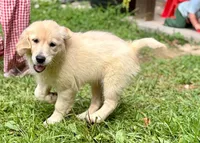 Lindy, a female Golden Retriever for sale in Fort Collins, CO – 2 of 3