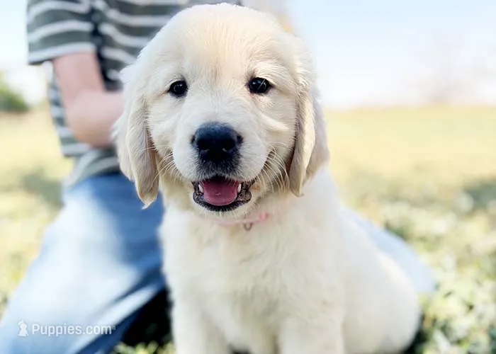 Daphne – Golden Retriever puppy for sale in Fort Collins, CO
