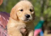 Cotton Tail, a female Golden Retriever for sale in Fort Collins, CO – Photo 4 of 8