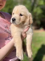 Cotton Tail, a female Golden Retriever for sale in Fort Collins, CO – Photo 8 of 8