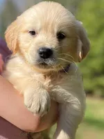 Cotton Tail, a female Golden Retriever for sale in Fort Collins, CO – Photo 2 of 8