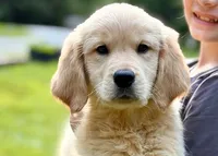 Lucy, a female Golden Retriever for sale in Fort Collins, CO – 3 of 3