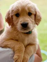 Fivel, a male Golden Retriever for sale in Fort Collins, CO – 3 of 4
