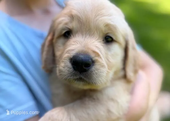 Lucky – Golden Retriever puppy for sale in Fort Collins, CO